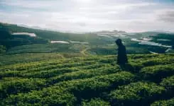 TEALand